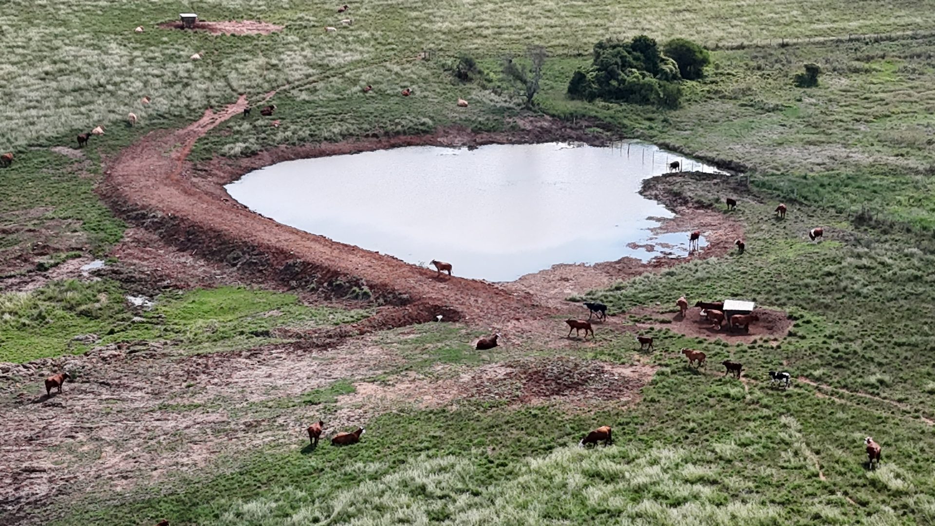 Açude finalizado com gado ao redor — resultado de serviço da Verde Terra Planagem